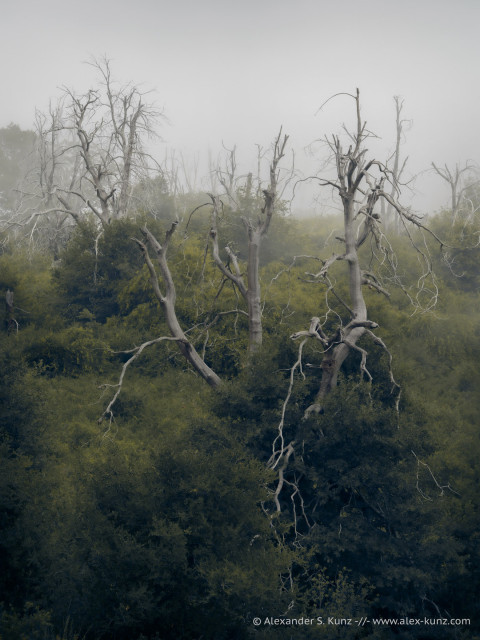 A vertical intimate landscape photo showing multiple grey and dead oak trees in fog. The dead trees are surrounded by green shrubs. The mood is dark and gloomy.