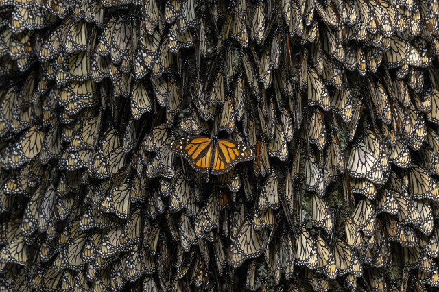 People across Canada, the US, and Mexico are banding together to reverse the more than 80% decline that has affected the eastern migratory monarch butterfly population since the mid-1990s. Reasons for the depopulation include loss of breeding habitat, the disappearance of milkweed (the caterpillar’s sole diet) due to expanding industrial agriculture along their long migratory route, and recently, climate change. This beautiful yet powerful story – a symbol of unity in polarized times – offers a solutions-oriented perspective on environmental change and conservation. 