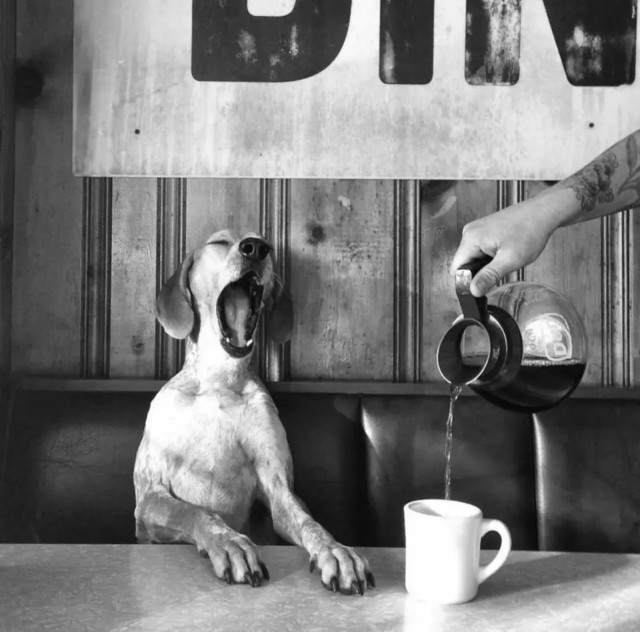Black and white pic of dog yawning and coffee