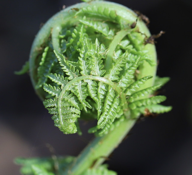 A bright green fern frond is uncoiling. It’s currently in spiral form. Its leaflets are visible on the side, each one uncoiling in its own separate pattern. 