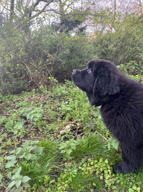 Odin, who is a black newfoundlander puppy, gazing wistfully into the mysterious forest