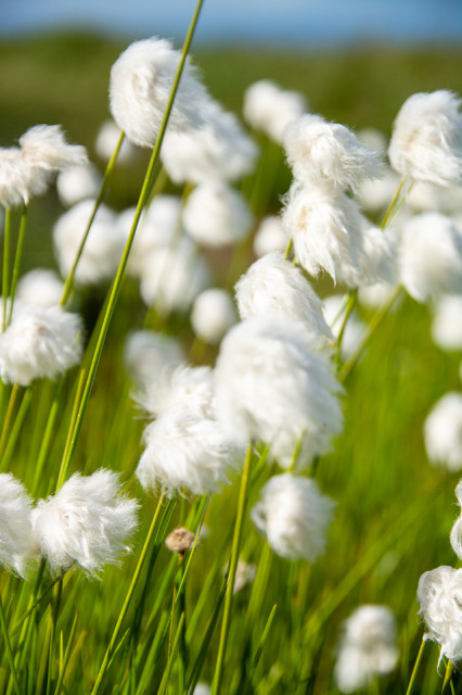 Fluffy white tufts of cottongrass stand out brightly against a lush green background under a clear blue sky. The delicate cotton-like heads are perched atop slender, green stalks that sway slightly in the summer breeze. This patch of cottongrass, likely the species Eriophorum angustifolium, is found in the natural landscape of Murphy Dome near Fairbanks, Alaska.