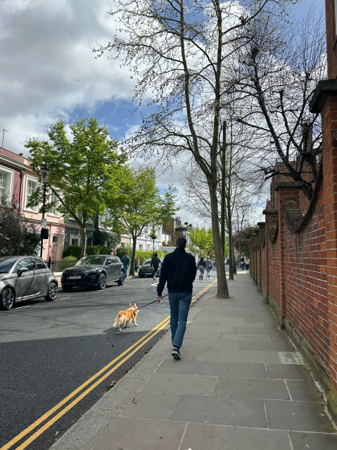 En man i jeans går längs en trottoar med en corgy i koppel 