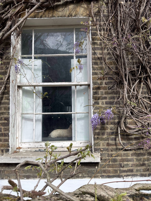 Ett vitt fönster där man skymtar en hund och en vägg med brunt tegel och blåregn som precis börjar slå ut 