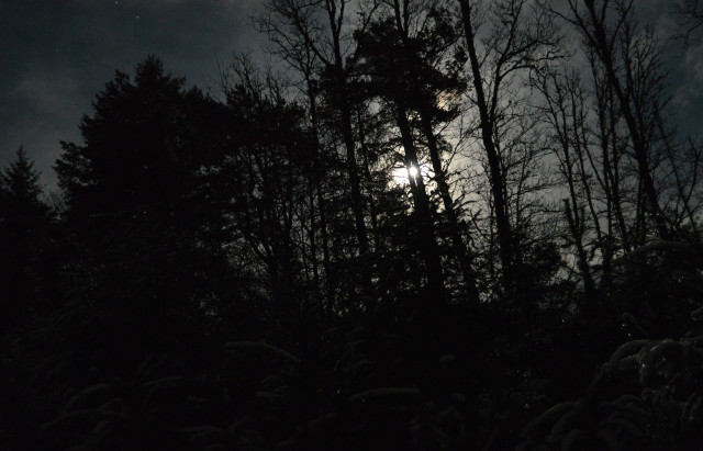 A night photo of woodland - the black silhouette outlines of trees against a moonlit sky. The moon peers through a gap in the treetrunks. At the bottom are snow covered branches of some smaller trees in the foreground.