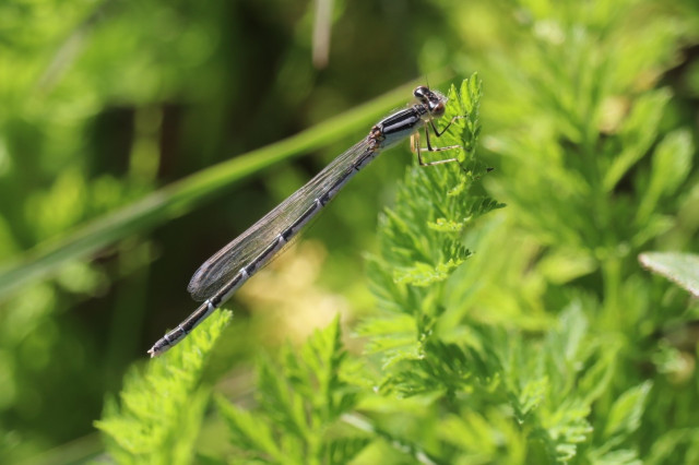 A blue damselfly with black markings. It is clinging to a frilly green leaf. Background is a blur of green foliage.

I am tentatively identifying it as a Common blue damselfly, but the black markings along the abdomen are a bit ambiguous, so I could be wrong. If any damselfly experts can ID it for certain, please do!

Photo taken yesterday in my mini wildflower bed.
