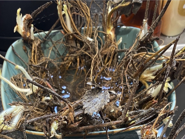 A collection of strawberry plant roots and debris soaked in water in a blue bowl.