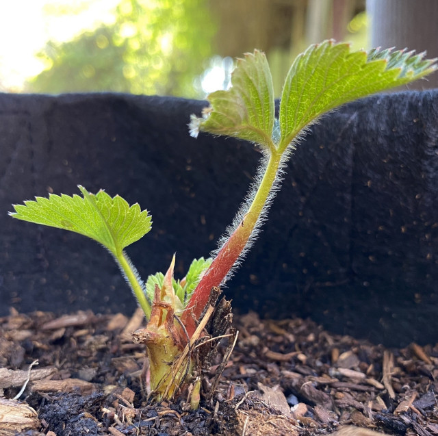 Young strawberry plant sprouting in potting soil with visible fuzzy stems and fresh green leaves.