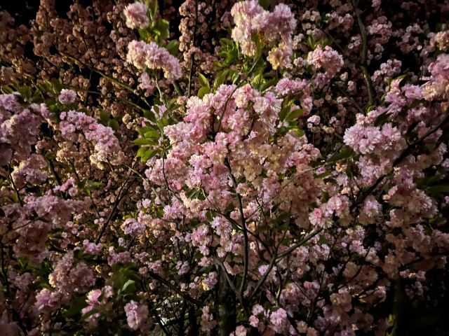 Night photo of cherry blossoms. The photo was taken looking up, into the tree. Thus, there are basically only beautiful pink cherry blossoms, dark branches, and a few green leaves. It looks quite relaxing.