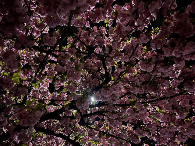 Another night photo. Again, the photographer seems to be looking up into the tree. There are many dark branches; but the photo is mostly pink cherry blossoms. There seems to be a light somewhere behind the tree (in the sky?)