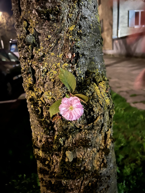 Night photo of a single cherry blossom growing directly from the trunk of a cherry tree. The blossom is pink and there are three green leaves around it.