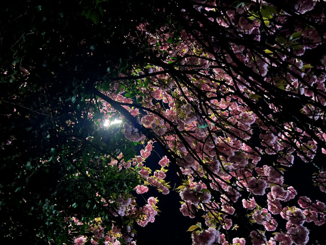 Night photo, looking up into a cherry tree. The left half of the photo is covered in green leaves and some darkness. The right part is mainly pink cherry blossoms. There is a light behind all of that.