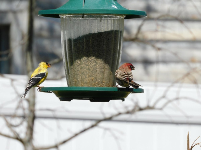 yellow goldfinch and house finch on a green feeder