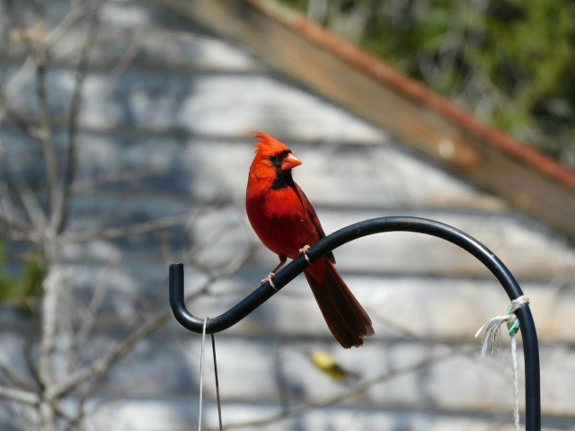 red male cardinal on a branch