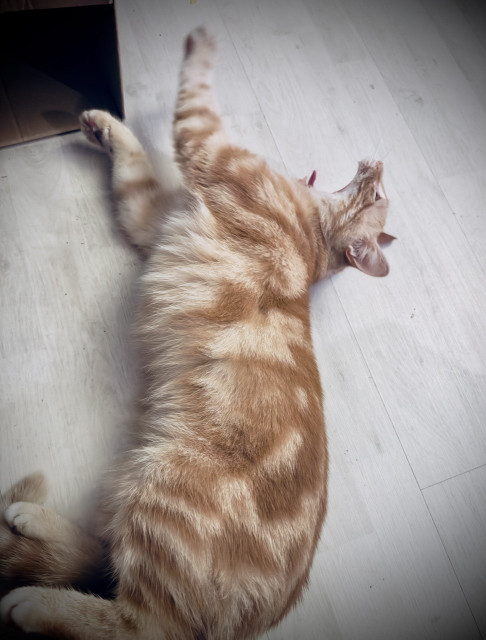 Stretched out Washy yawn  on the floor 
