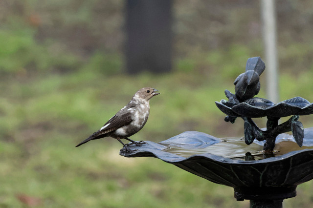 a brown headed cowbird standing on a black metal bird bath in profile. they have white patches of feathers all over their body at seemingly random intervals. otherwise their feathers are brown. their beak is open as they were drinking water