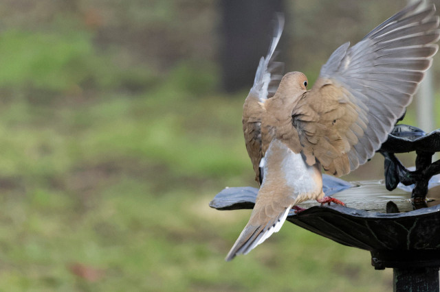the mourning dove comes in for a landing on the bird bath and the cowbird is gone. the doves wings are spread upwards as it attempts to stop itself on the bird bath