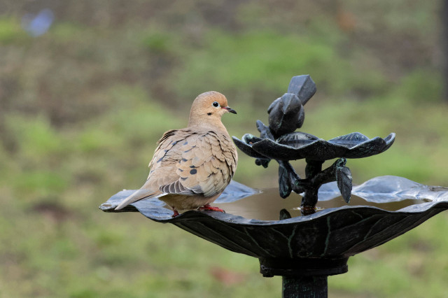 the mourning dove looks triumphantly over its shoulder as it now has the bird bath to themself. they are puffed up and light brown with a pretty blue eye ring. a very pretty dove but not who i was trying to photograph at this moment!!