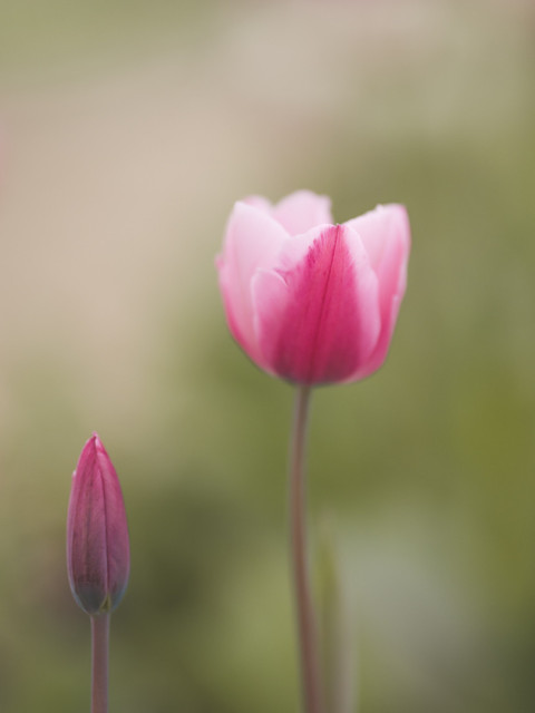 Foto im Hochformat. 2 pinkfarbene Tulpen vor zart grünem Hintergrund. Rechts eine größere geöffnete, links eine kleinere geschlossene. 