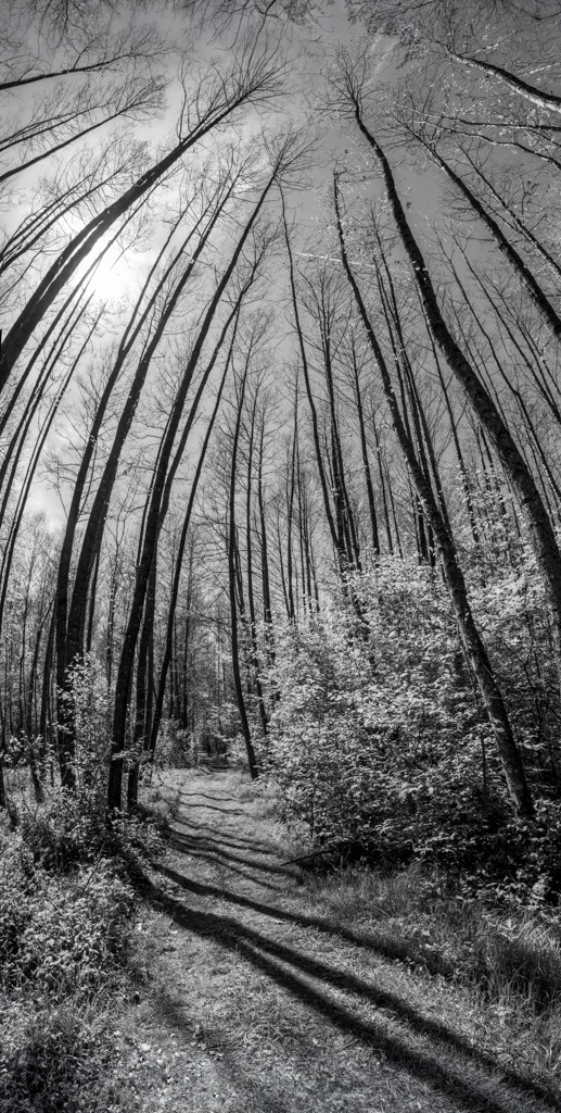 Classic Black and White Portrait format panorama, a way in a wood with light and Shadows
