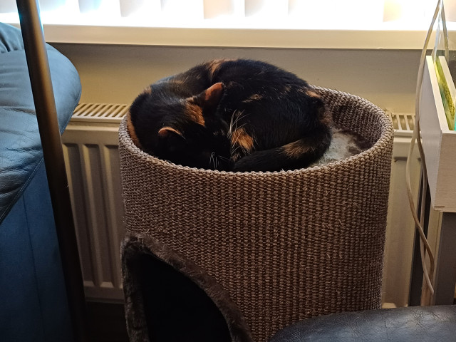 Floofy, a dark furred calico cat, sleeping on top of a cat house