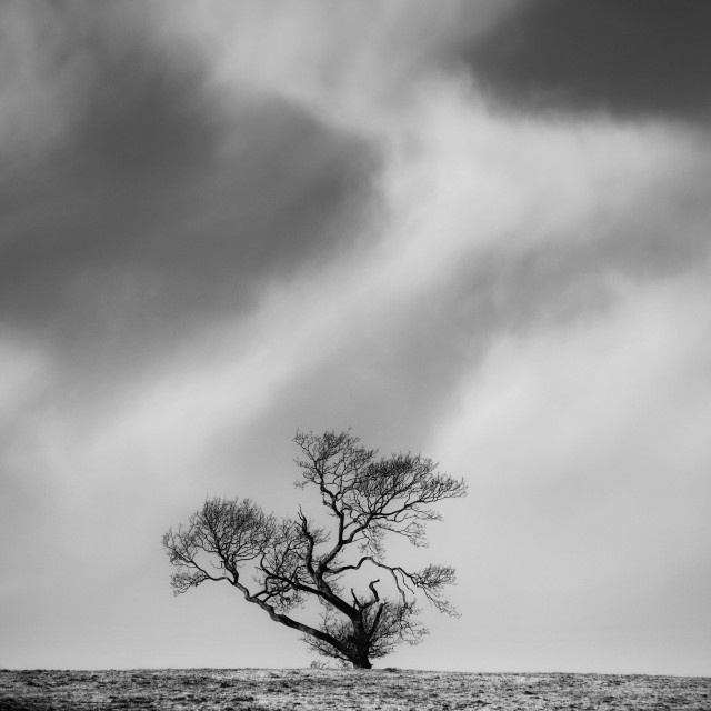 A solitary bare tree against a dramatic cloudy sky in a black and white landscape.