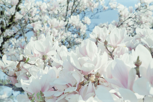 A large clump of white magnolia flowers with a light blue sky in the background