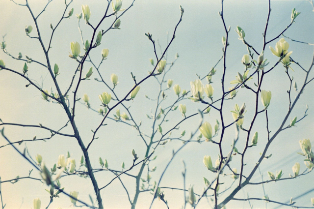 Sparse and even green-yellow magnolia flowers with a light-yellow sunset sky in the background.
