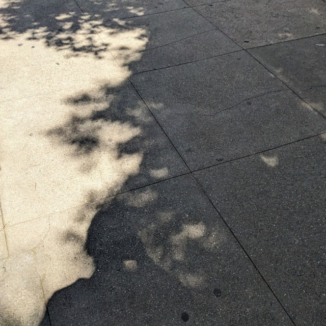 A photo of the partial eclipse on the sidewalk, through a tree.