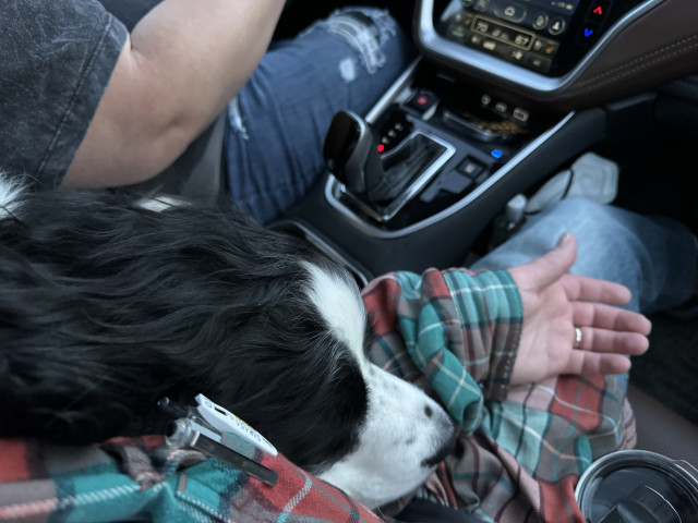 A black and white dog rests his head on a flannel clad arm. Passed him you can see a shifter and center consul of a car. Also, the drivers arm and leg.

The dog is asleep 