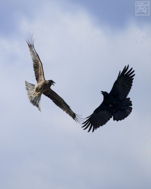 a black kit and a crow screaming at eachother and banking toward eachother midair