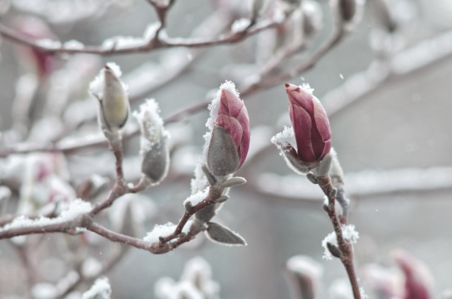 Snow-covered magnolia buds on a branch against a blurred background.
