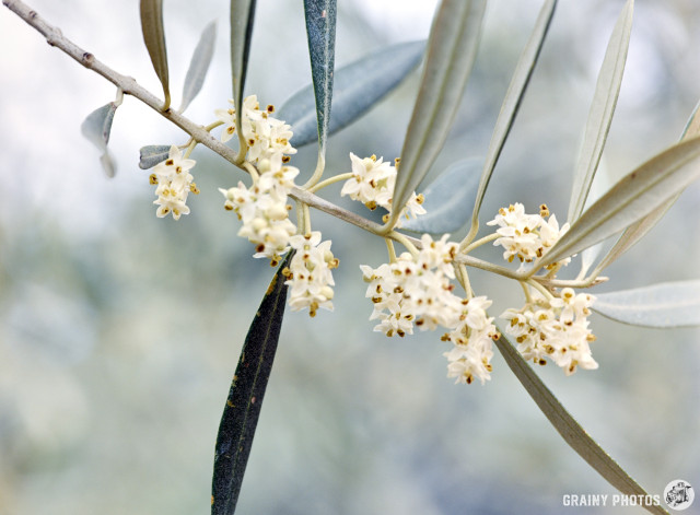 A close-up colour film photo of a olive blossoms