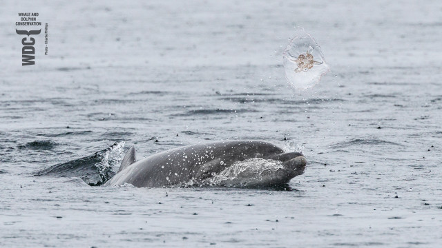 A young Bottlenose dolphin playing with a jellyfish in the sea. It's raining and you can see the rain drops on the waters surface. 