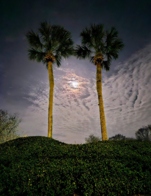 Midnight view at a small grassy hill with two nearly identical palm trees next to one another, framing the bright glow of the moon between them against a blue-grey night sky blanketed with smoke-like cloud formations.