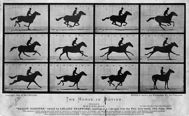 Muybridge's The Horse in Motion, 1878
Eadweard Muybridge - Provided directly by Library of Congress Prints and Photographs Division
The Horse in Motion by Eadweard Muybridge. Noted photographer, Eadweard Muybridge was hired, in 1872, by Leland Stanford a railroad baron and future university founder, to find out if there was moment mid-stride where horses had all hooves off the ground. It took several years but Muybridge delivered having captured a horse, named "Sallie Gardner," owned by Stanford; running at a 1:40 gait over the Palo Alto track, on 19th June 1878. Muybridge used a dozen cameras all triggered one after another with a set of strings.