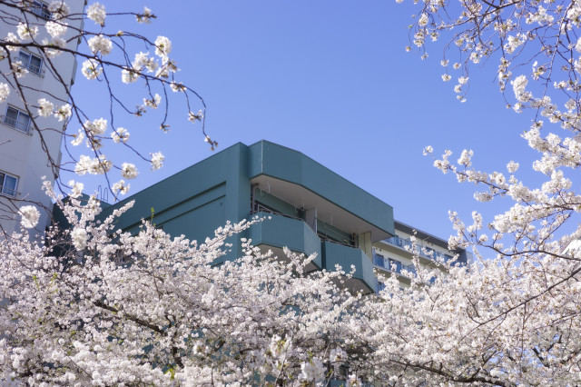 A green building surrounded by Sakura.