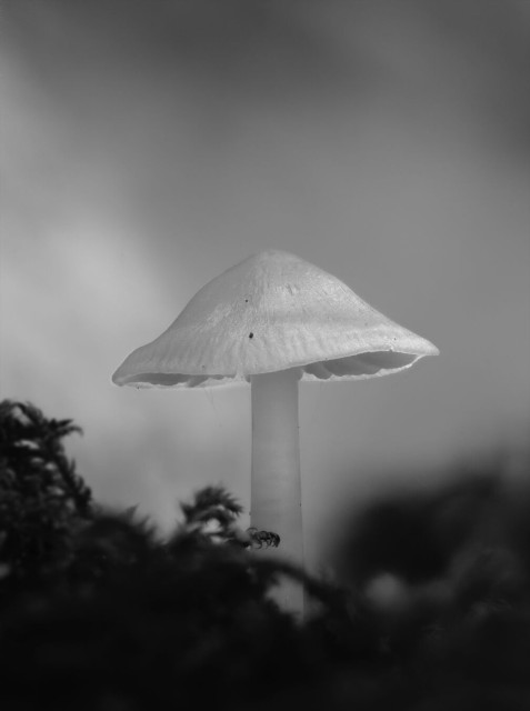 Black and white macro photo of a mushroom in a patch of moss. The mushroom is positioned in the center of the image. In the lower part of the image, out of focus moss surrounds the mushroom. The background is entirely out of focus.