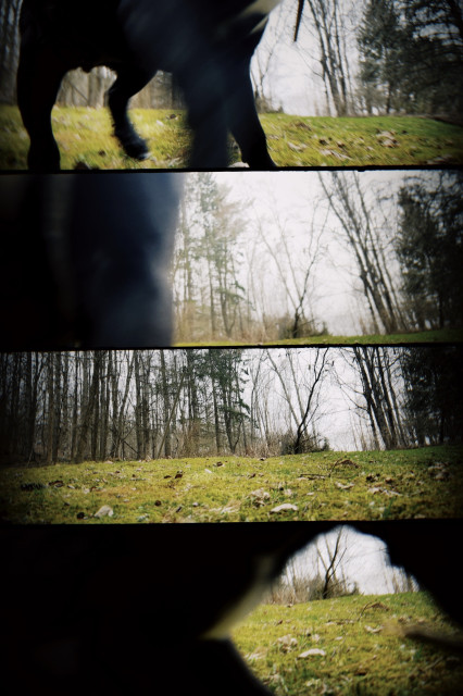 4 frames–showing the partial body of a mythical woodland creature does it exist is it real– the world may never know