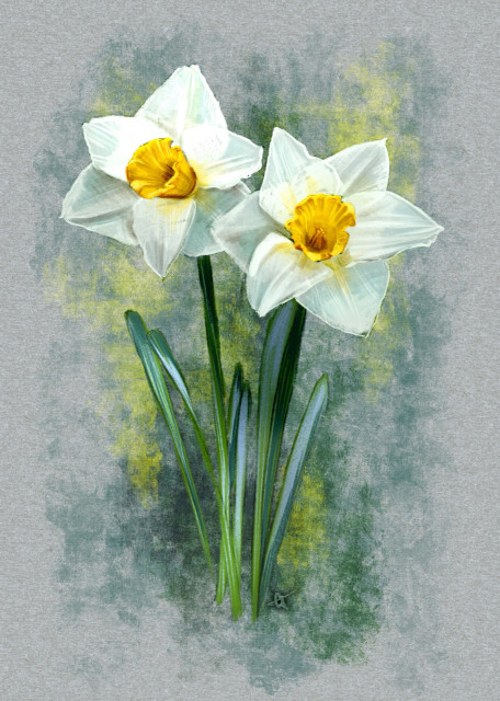 Three daffodils with white petals and yellow centers against a textured grey background with hints of green and yellow.