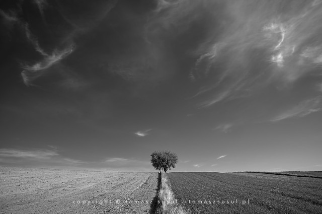 A lone tree standing right between the fields. On the left the field is freshly ploughed and on the right the grain is beginning to grow. The fields are divided by a narrow line of grass that leads towards the tree in the distance. In the sky you can see thin clouds smeared by the wind.