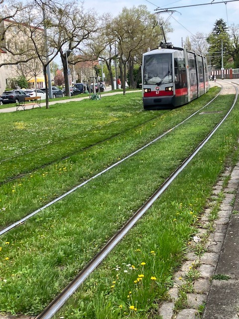 Foto zeigt Straßenbahn auf Rasengleis