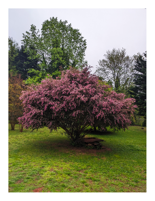a large, mature pink-flowering pink flowering tree stands in a grassy lawn with patches of red dirt. other, smaller trees behind it, and a line of trees in the mid-distance under an overcast sky,