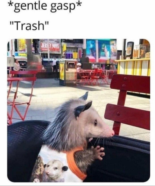 Photo of a possum looking with intense interest at something out of frame, captioned: *gentle gasp*, “Trash”