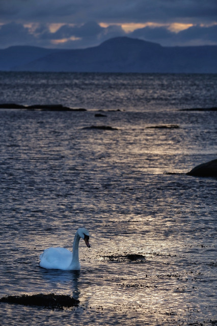 A swan on still water with the reflection of a sunset and mountains in the background.