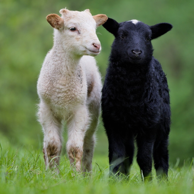 Ein weißes und ein schwarzes Lamm stehen dicht nebeneinander. Frontal aufgenommen.