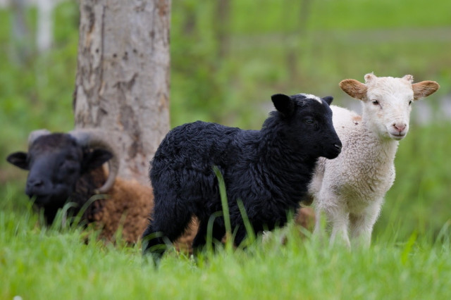 Ein weißes und ein schwarzes Lamm stehen dicht nebeneinander. Leicht schräg aufgenommen. Im Hintergrund liegt ein Schaf.