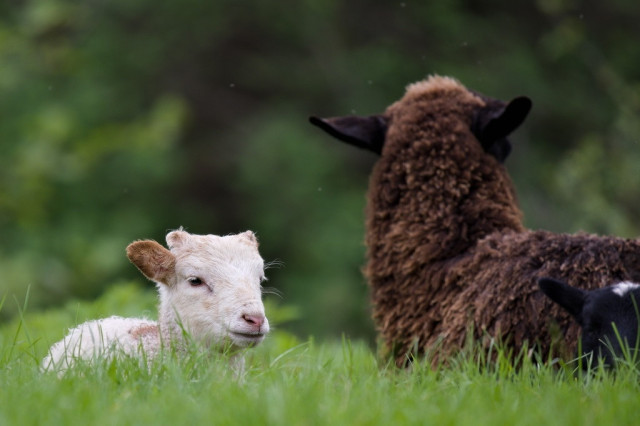 Ein weißes Lamm liegt neben der Mutter im Gras
