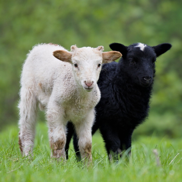 Ein weißes und ein schwarzes Lamm stehen dicht nebeneinander. Leicht schräg aufgenommen.