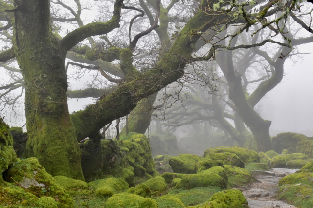 Twisty oaks along a footpath in fog.